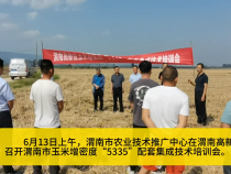 渭南农技：推广好玉米“5335”配套集成技术  为秋粮丰收打好基础