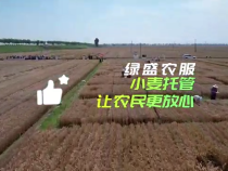 绿盛农服让托管小麦亩均增收近200元