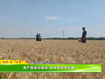 抢收 抢种 战“三夏”（八）测产验收试验田 良种良技很关键