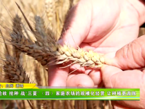 抢收 抢种 战“三夏”（四）家庭农场的规模化经营 让种植更高效