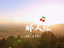 【澄城樱桃甜蜜蜜】澄城樱桃醉人红