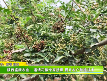 陕西盛康农业：邀请花椒专家授课 提升农户种植技术