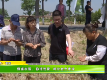 绿盛农服：你托我管  呵护金色麦浪