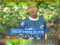 《我和天福樱花的故事第三季》严格执行计划 跨行也能种好阳光玫瑰