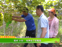 【我和天福樱花的故事第三季】技术“小白”   也种出了好葡萄