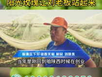 《我和天福樱花的故事第三季》阳光玫瑰让刘老板站起来