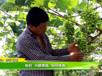 《我和天福樱花的故事第三季》 他的 “问题果园” 如何拯救？