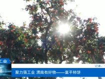【渭南工信】聚力强工业 渭南有好物——富平柿饼