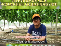 【我和天福樱花的故事第三季】 华阴市华西镇罗西村 张红良：本想要放弃的园子 经过团队的指导缓了过来