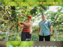 【我和天福樱花的故事第三季】王选地：技术“小白”也能种出好葡萄