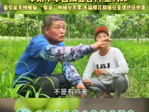 【我和天福樱花的故事第三季】华阴市华西镇五合村 卫秀玲：葡萄能手惨被骗  “假苗”种植心太累 天福樱花精细化管理终获惊喜