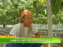 《我和天福樱花的故事第三季》 天福樱花让“曲折”的张中琦走上平坦大道