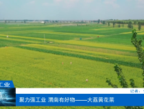 【渭南工信】聚力强工业 渭南有好物——大荔黄花菜