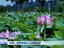《瞰渭南》华州：青荷擎绿伞 花开暗生香