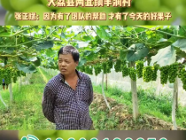【我和天福樱花的故事第三季】大荔县两宜镇丰润村张正斌：因为有了团队的帮助，才有了今天的好果子