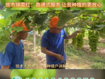《我和天福樱花的故事第三季》故市镇雷红：直通式服务 让我种植的更放心