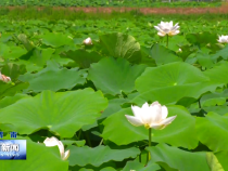 富平：青青荷塘 美在當(dāng)“夏”