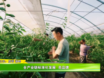 【大荔冬枣 脆甜早知道】全产业链标准化发展  亮品牌