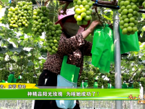 《我和天福樱花的故事第三季》种精品阳光玫瑰  为啥她成功了？