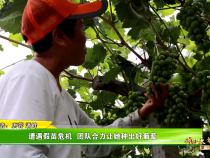 【我和天福樱花的故事第三季】遭遇假苗危机  团队合力让她种出好葡萄