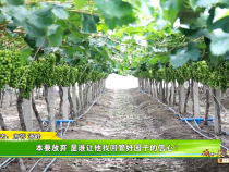 【我和天福樱花的故事第三季】本要放弃 是谁让他找回管好园子的信心？