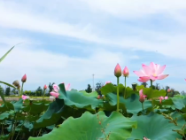 韩城：“荷”你邂逅  澽水荷花尽斗艳