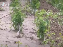 花椒协会带动下的花椒产业