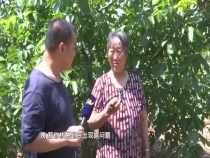 壮壮帮忙：核桃黑斑病如何防治？