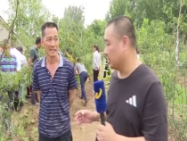 壮壮帮忙：花椒树如何整形修剪