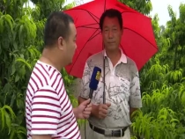 桃树采摘后咋管理？