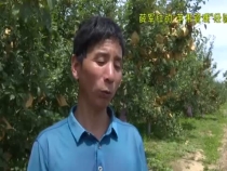白水县尧禾镇薛圪崂村薛军红的苹果种植经验