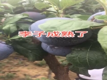 李子熟了