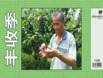 豐收季  王大哥的李子熟了