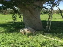 白水百年苹果树——香气满溢的楸子树