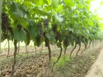 葡萄成熟期  如何提品質(zhì)  來聽聽專家怎么講！