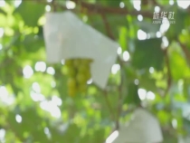 农民丰收节｜长势正好！陕西渭南的葡萄熟了