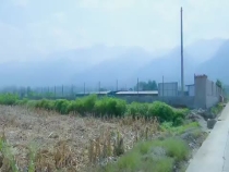 香菇香飘徐城村