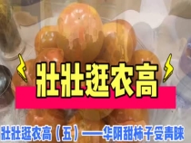壮壮逛农高（五）——华阴甜柿子受青睐