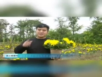 临渭区信义郝家村：装扮彩色十月 百余种菊花缤纷上市