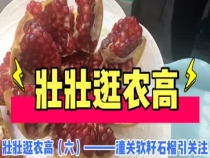 壮壮逛农高（六）——潼关软籽石榴引关注