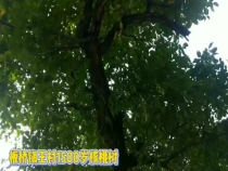 1500岁核桃树 你见过吗？