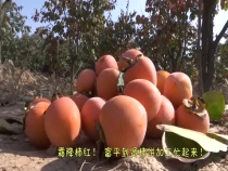 霜降柿红，富平到贤柿饼加工忙起来！