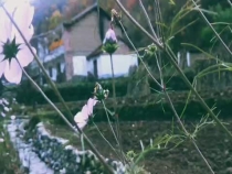 乡愁