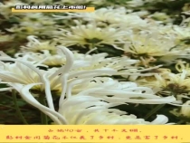 蒲城县紫荆街道办彭村食用菊花上市啦！