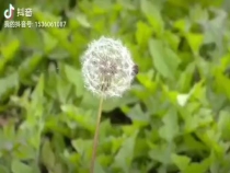 华山镇：聚焦产业  精准扶贫