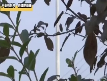 产业有方向  养猪把钱赚