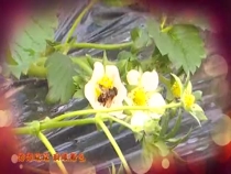冬日暖棚作业忙