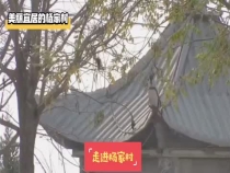 美丽宜居的杨家村