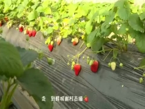 走  到龙门谢村去摘草莓