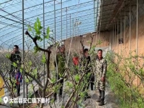 冬枣大棚亮起了“灯” 好神奇！